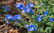 Flowers of blue daze a.k.a. Brazillian dwarf morning-glory (Evolvulus glomeratus) - Florida, USA