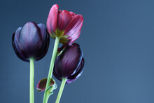 Three Spring Tulips On A Blue Background. Purple And Violet Colors, Close-up.