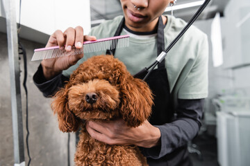 Wall Mural - partial view of african american man holding comb while grooming brown poodle.