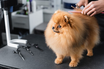 Wall Mural - pomeranian spitz near cropped african american man and grooming tools on table.