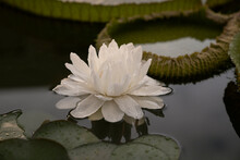 Night Blooming Aquatic Plants. Closeup View Of Victoria Cruziana, Also Known As Giant Water Lily, Large Green Floating Leaves And Flower Of White Petals, Blooming At Night In The Pond.