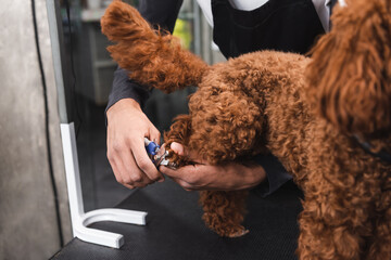 Wall Mural - partial view of african american man cutting claws of brown dog in grooming salon.