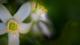 Fototapeta  - Dwarf Meyer lemon tree flower macro in spring