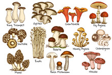 Set Edible Mushrooms, Oyster Chanterelle, Honey Agaric Enoki, Morel Graphic Drawing With Lines, Sliced Truffle, Porcini Mushroom, Shiitake And Chanterelles Hand Drawn, Isolated On White Background