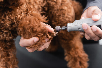 Wall Mural - close up view of electric nail grinder in hands of cropped african american groomer polishing claws of dog.