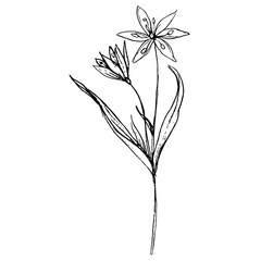 Wall Mural - Single blooming branch of yellow star of Bethlehem flower. Gagea lutea. Spring wildflower. Hand drawn linear doodle rough sketch. Black silhouette on white background.
