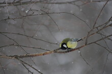 Great Tit Or Parus Major Or Kohlmeise. A Yellow-green Titmouse With A Black Cap And Black Tie Sits On A Bare Branch Of A Birch On A Winter Snowy Day.A Tit Sits On A Branch Under Falling Snowflakes.