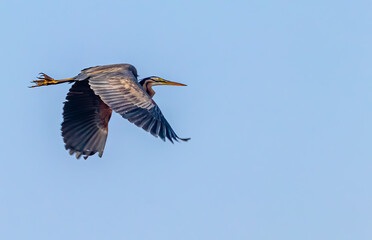 Sticker - A purple heron flying over under the blue skies