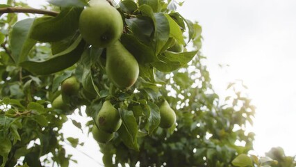 Sticker - A closeup shot of green pears growing on a tree