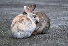 Two Cute Rabbit Sitting Together On Gravel Ground