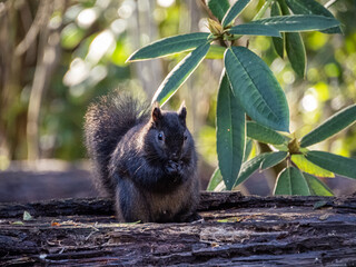 Wall Mural - close up of a chubby grey squirrel eating something on top of a thick tree trunk laying on the ground in the park