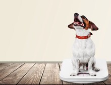 Cute Dog Sitting On Weighet Scale Indoor