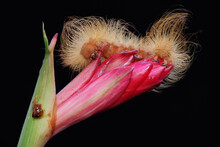 A Caterpillar Is Foraging In A Wild Flower. These Animals Like To Eat Young Leaves And Fruits.