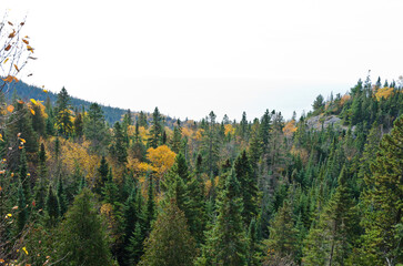 Wall Mural - Fall's colorful trees