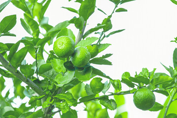 Sticker - Lemons are plants that can be used as food and drink.