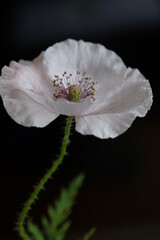 Wall Mural - One white poppy on a black background