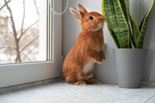 Cute Brown Red Bunny Rabbit Sitting On Window Sill Indoors,looking At Camera. Adorable Pet Standing On Two Paws Smelling Green Plant At Home.Animal In Cozy Interior