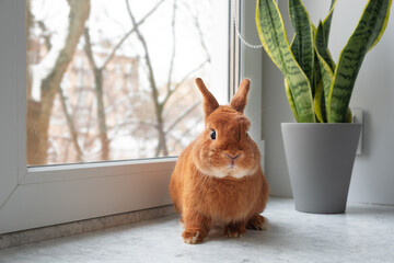 Cute brown red bunny rabbit sitting on window sill indoors,looking at camera. Adorable pet near green plant at home in winter