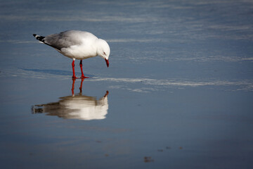 Wall Mural - seagull on the beach