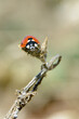 Ladybug on the top of dry thorn