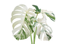 Variegated Monstera Plant Isolated On White Background With Clip