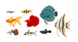 Freshwater aquarium fish set in realistic style,vector illustration.