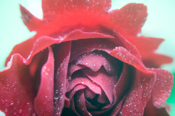 Wall Mural - Close-up of red rose in a green background. Photo taken indoor with the light from the top.