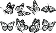 Butterfly Illustration Butterfly SVG EPS PNG
