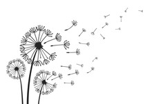 Dandelions With Flying Seeds, Fluffy Dandelion Flower Silhouettes. Spring Season Blooming Blowball Flowers Doodles Vector Illustration. Dandelion Fluffy Nature Silhouette