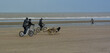Chiens huskis tirant des vélos sur la plage de Dunkerque Mer du Nord