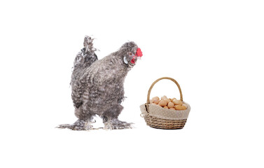 Wall Mural - gray cockerel with a basket of eggs isolated on white background