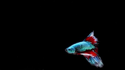 Wall Mural - Blue and red color Siamese fighting fish