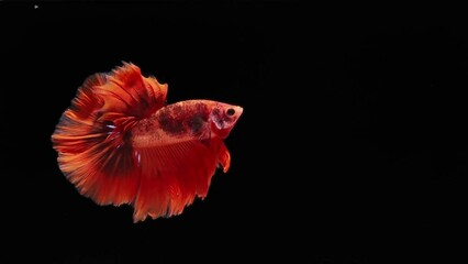 Wall Mural - red color Siamese fighting fish (betta fish) with beautiful swimming in slow motion on black background
