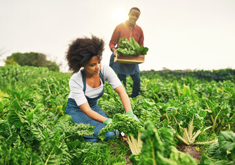 It was a great season for spinach. Shot of an attractive young female farmer working the fields with her husband in the background.