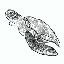 Vintage Hand Drawn Sketch Sea Turtle