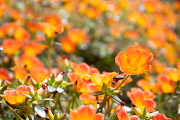 orange flowers in the garden