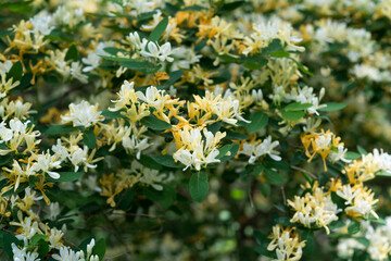 Wall Mural - yellow honeysuckle (Lonicera caprifolium?) blossoms