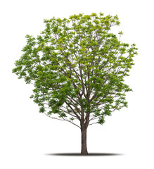 tree isolated on white background realistic with shadow in high quality clipping mask, tropical tree