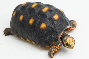 Wall Mural - Red-footed tortoise Chelonoidis carbonaria isolated on white background
