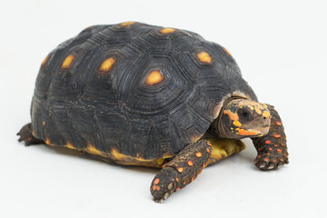 Wall Mural - Red-footed tortoise Chelonoidis carbonaria isolated on white background
