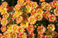 Orange Chrysanthemum Bush Blooms In The Garden, Close-up, Sunny Day