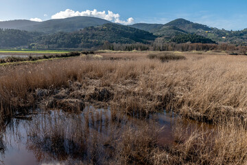 Wall Mural - Panoramic view of the natural reserve Bosco di Tanali in the marshes of Bientina, Pisa, Italy