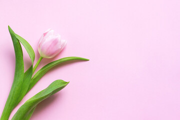 Wall Mural - Beautiful delicate tulip flower on pink background with copy space