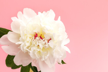 Wall Mural - White peony with copy space on pink background. Floral card design. Selective focus