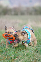 Wall Mural - Two French Bulldog dogs playing fetch together with flying disc toy