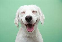 Happy Smiling Puppy Dog Expression, Isolated On Green Background