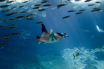 Aquqrium ray passing by