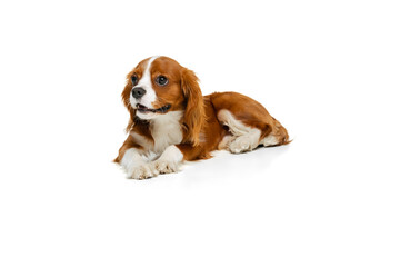 Wall Mural - Companion dog breed, King Charles Spaniel looking at camera isolated over white studio background. Concept of motion, beauty, fashion, breeds, pets love, animal