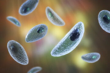 Canvas Print - Parasitic protozoans Toxoplasma gondii