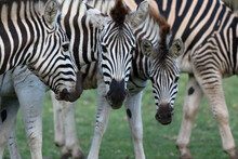 A Selective Focus Shot Of Three Zebras